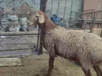 میش, گوسفند — عکس 2