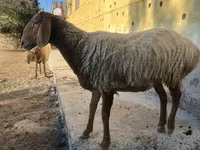 Ovce, Arashan sheep — foto 4
