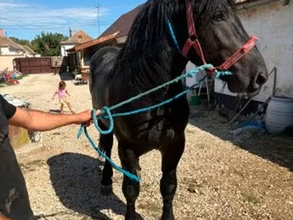 수말, Percheron