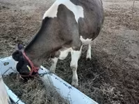 İnek, Holstein ırkı — foto 2