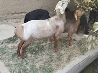 قوچ, Edilbay sheep — عکس 3