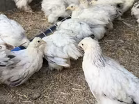 Brahma — foto 3