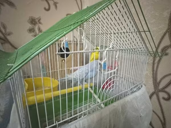 Giz ve oglan ikiside verilir Dalğalı papuqaylar üçün qəfəs və aksesuar