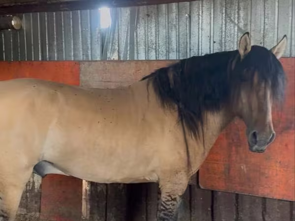 Cal, Mugalzhar horse