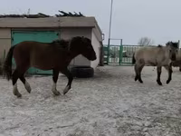 Cheval, Chevaux — photo 4
