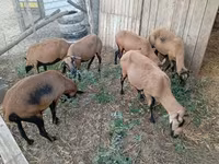 แกะตัวเมีย, Cameroon sheep — รูปภาพ 2