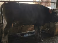 Tyre, Swiss cattle — foto 6