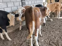 گاو نر, آبرادین-آنگوس — عکس 1