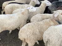 Sheep, Sheep — photo 2