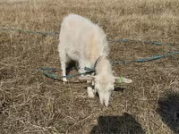 Ri’ dhaddig, Saanen goat — sawirka 5