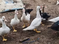 domaća muskovska patka — fotografija 1