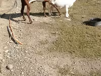 بز (گروه، جنسیت مشخص نشده), Beetal goats — عکس 3