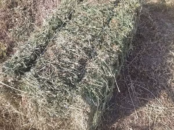 Продаю тюки чистый клевер второй и третий кос без доставки с места