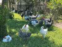 Chickens — foto 5