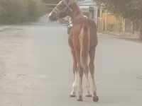 گھوڑا, گھوڑے — تصویر 5