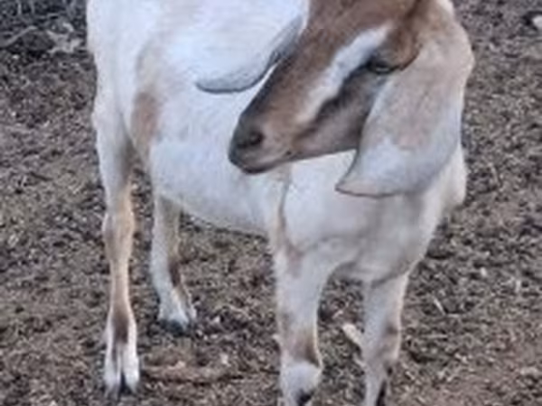 Goat, Nubian Goat