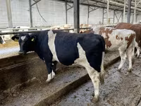 Lo’, Russian Black pied cattle — sawirka 4