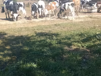 Býk, Russian Black pied cattle — foto 1