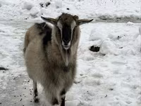 Ged, Alpine goat — foto 1