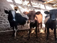 Bovinos (lote, sexo no especificado), Ganado vacuno — foto 1