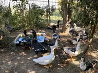 Ducks — عکس 4