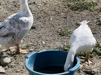 Geese — foto 3