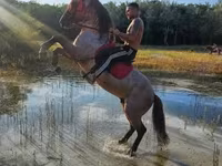 At, Hungarian horse breed — foto 1
