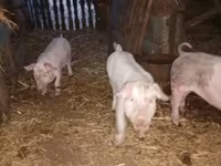 Porci (lot, sex nespecificat), Дюрок — foto 2