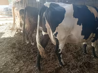 Kuh, Swiss cattle — Foto 1