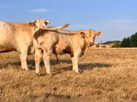 Bull, Charolais cattle — photo 1