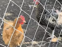 Chickens — zdjęcie 2