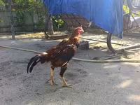 Chickens — عکس 1