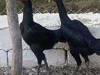 Ayam Cemani — zdjęcie 5