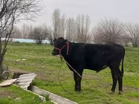 گاو و گوساله (گروه، جنسیت مشخص نشده), آبرادین-آنگوس — عکس 3