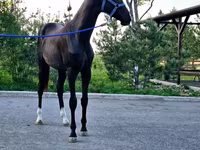 Kuda jantan, Akhal-Teke — foto 4