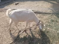 بز ماده, Alpine goat — عکس 2