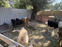 Krowa, Russian Black pied cattle — zdjęcie 5