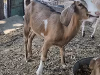 암염소, Nubian Goat — 사진 6