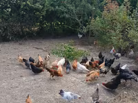 Chickens — عکس 1