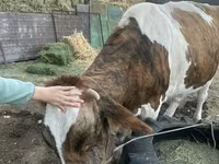 Mucca, Simmental cattle — foto 2