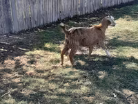 Kambing betina, Goats — foto 3