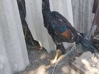 Chickens — foto 1