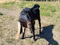 Ziegenbock, Nubian Goat — Foto 2