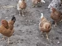 ไก่เดนมาร์ก — รูปภาพ 8