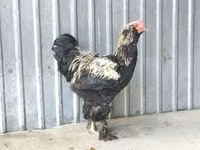 Brahma — 1. fotó