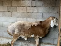 Ram, Arashan sheep — photo 2