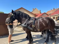 مادیان, اسب — عکس 2