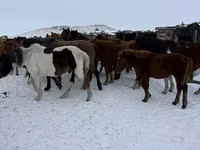 ม้าตัวเมีย, Horse breed — รูปภาพ 5