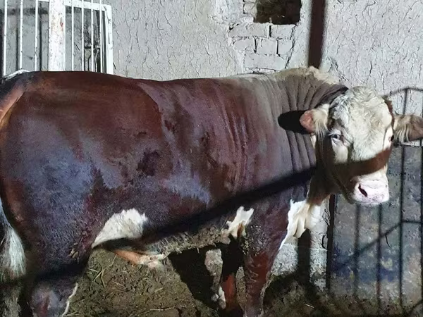 Toro, Hereford