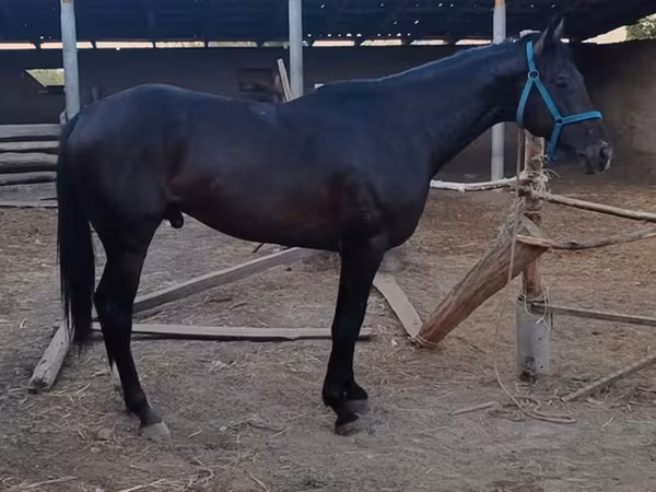 Horse (M), Thoroughbred horse — Kyrgyzstan